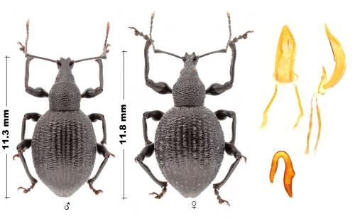 Otiorhynchus sp.